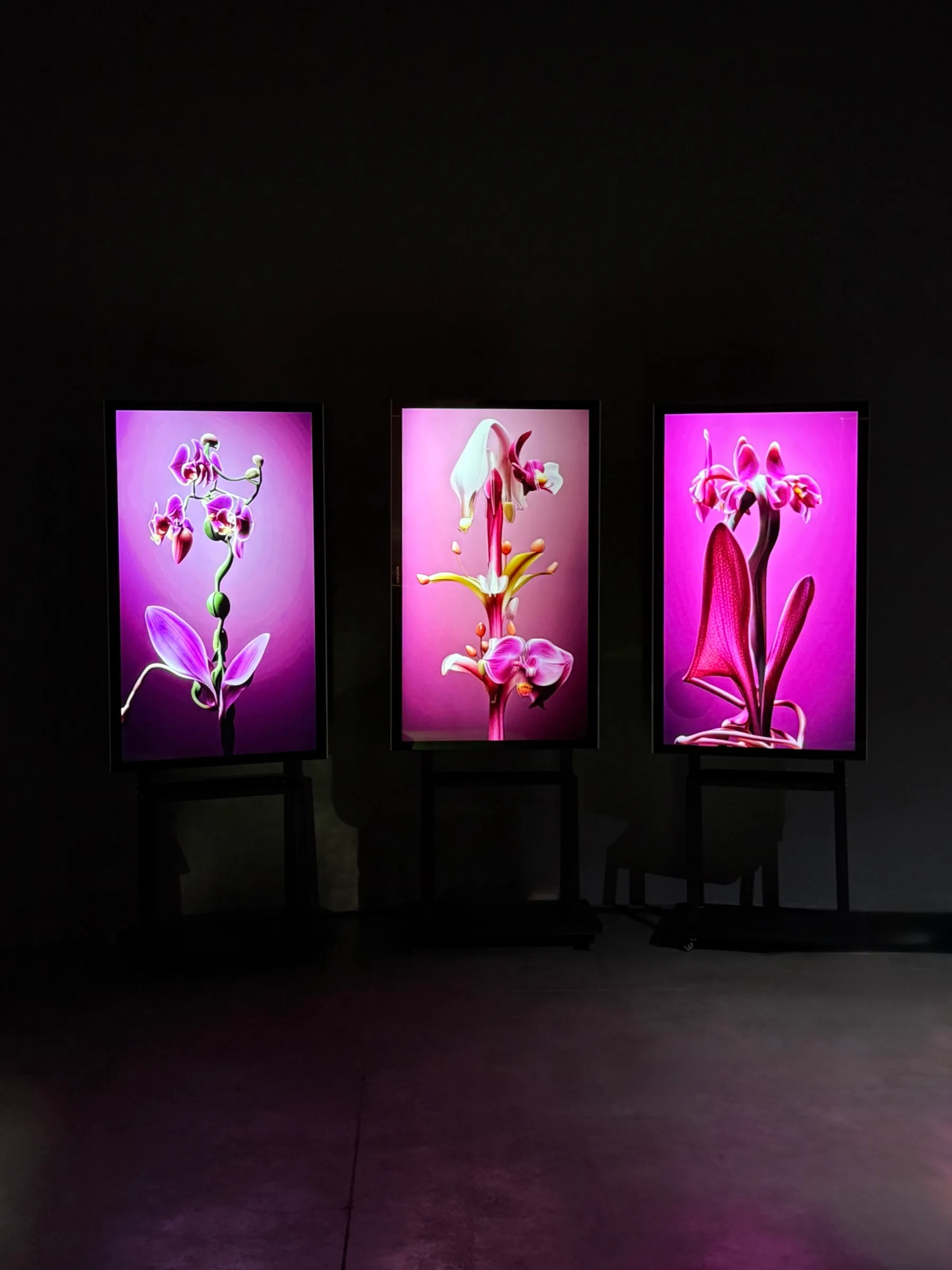 New Orchid Fever, 2025, image 4