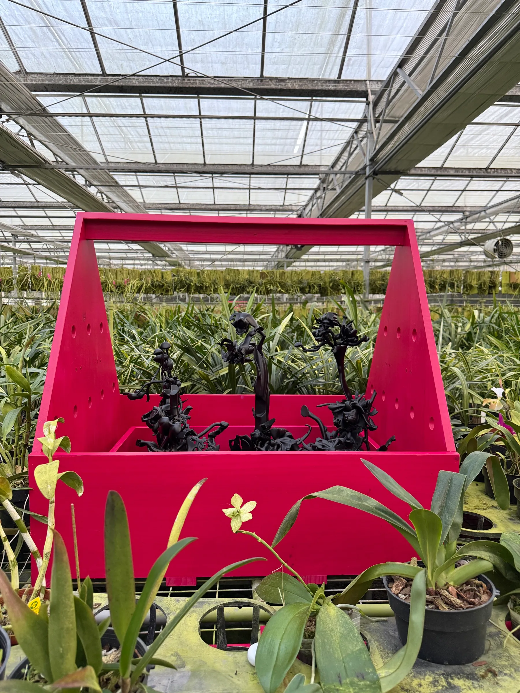 New Orchid Fever, 2025, image 4