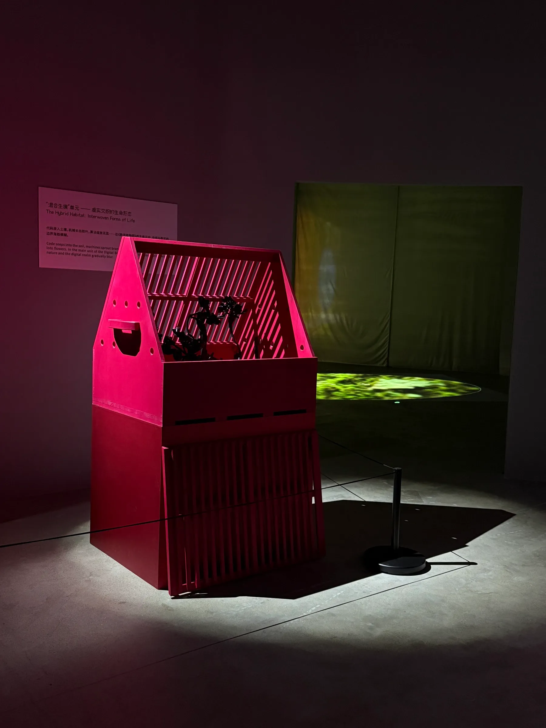 New Orchid Fever, 2025, image 6