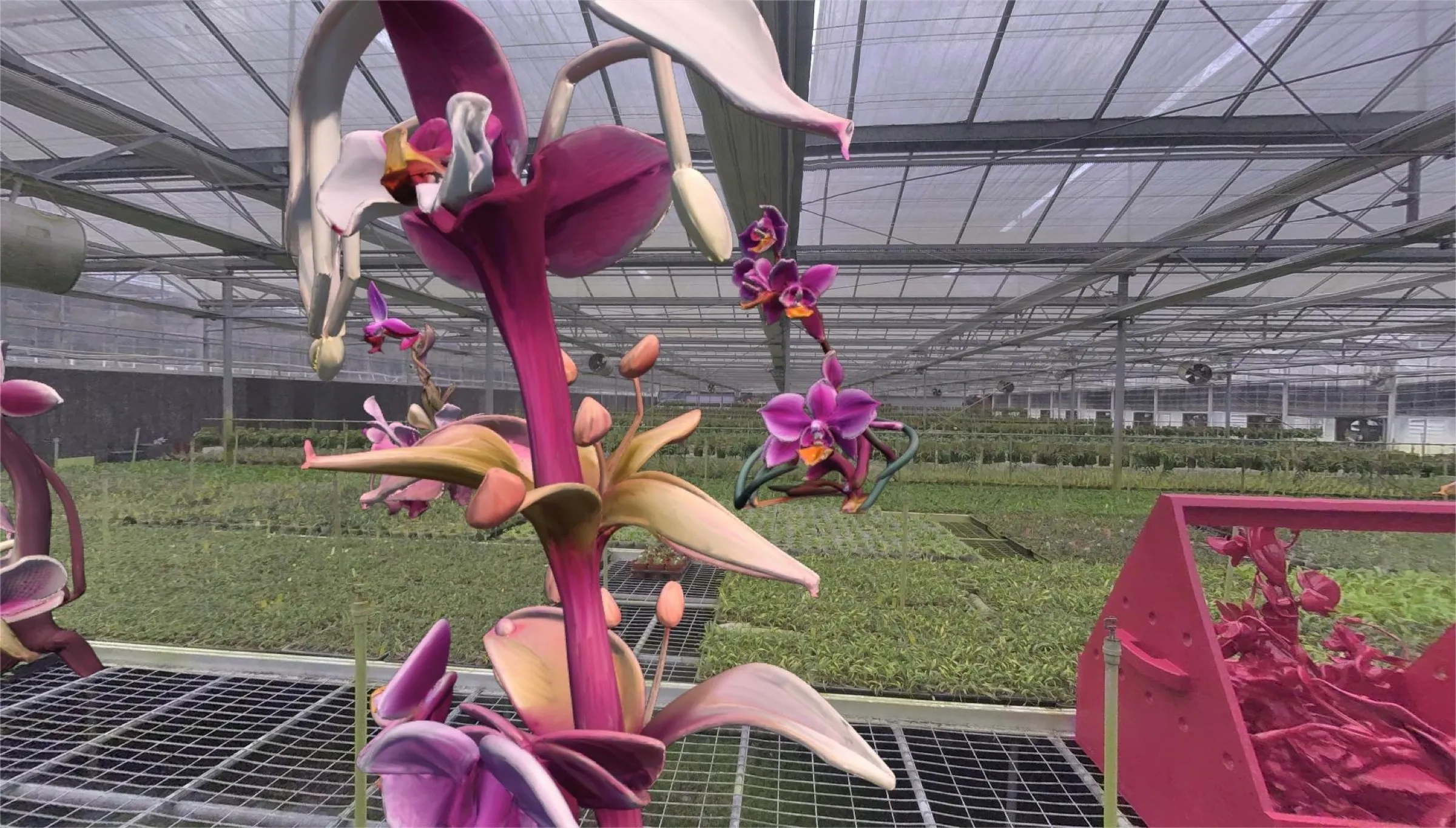 New Orchid Fever, 2025, image 7