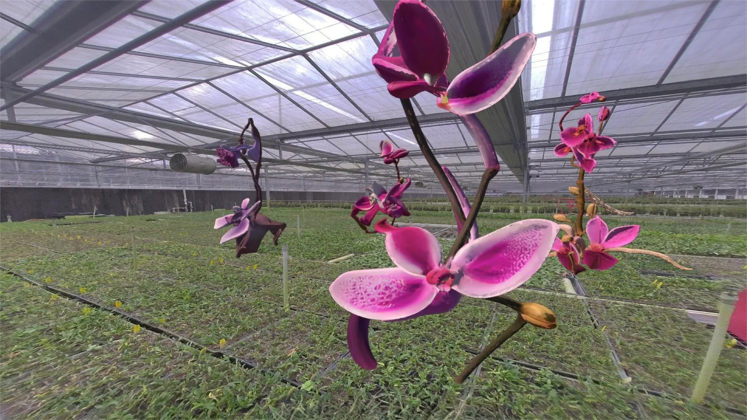 New Orchid Fever, 2025, image 8